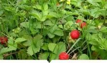 耿林莽：野草莓，山谷之唇