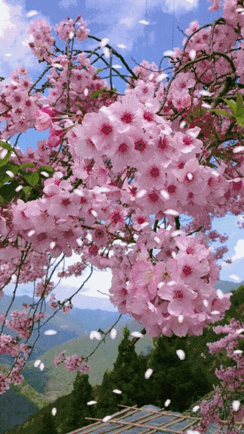 林慧音：桃花