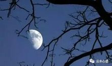 描写树木的诗句