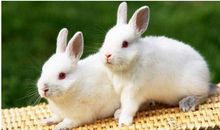 写动物作文：我喜欢兔子