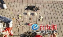 一只鼻子的300万次点击