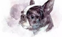 刘亮程：狗这一辈子