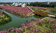 描写桃林美景的优美句子