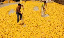 丁玲：秋收的一天