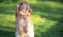 描写兔子耳朵的句子