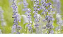 描写熏衣草的句子