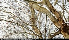 美丽的梧桐树作文