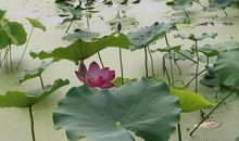 九十九段精彩的人生感悟(九)