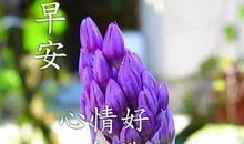 祝福语的优美句子