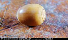 每天种下100粒橡树籽