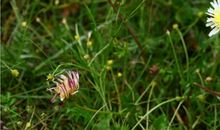 赞美植物的句子