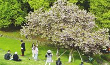 杨莹：春之踏青