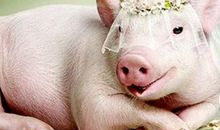 与猪有关的成语