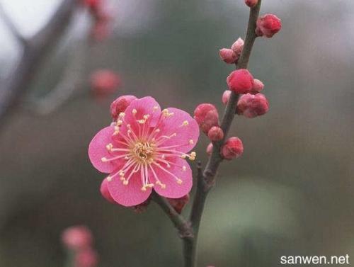 一组描述梅花的美丽句子