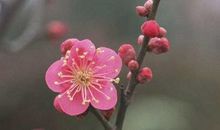 描写梅花的优美句子集锦