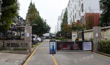 罗兰：风外杏林香