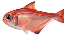 做一条没有鳍的鱼