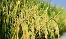 袁隆平，会种地的大师