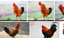 写一种动物作文：公鸡