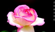 观察作文：观察月季花