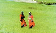 描写草原风光的段落