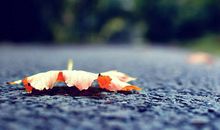 用一叶知秋造句