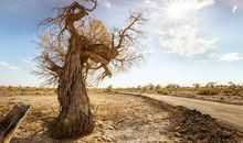 写一种植物作文：我爱家乡的胡杨林