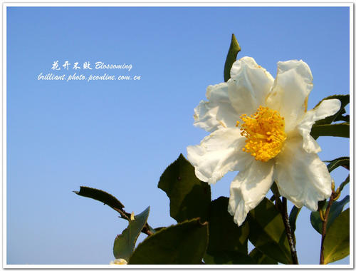 不败花
