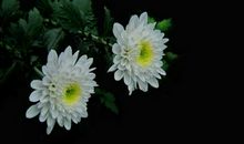 关于怀念母亲的句子