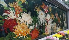 写景作文:美丽的菊园