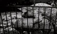 陈丹青：我不可怜自己的少年时代，反倒同情今天的后生