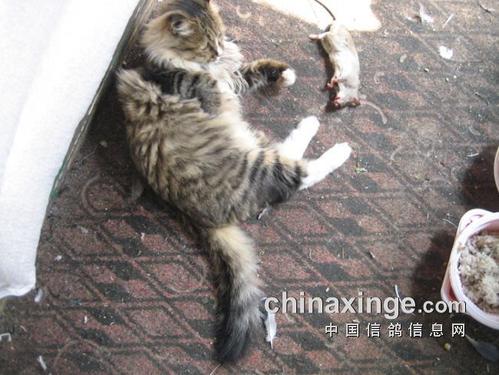 迟子建：老鼠玩“猫”