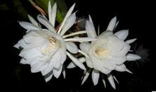 就算是昙花，也要这灿烂