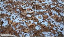 迟子建：伤怀之美