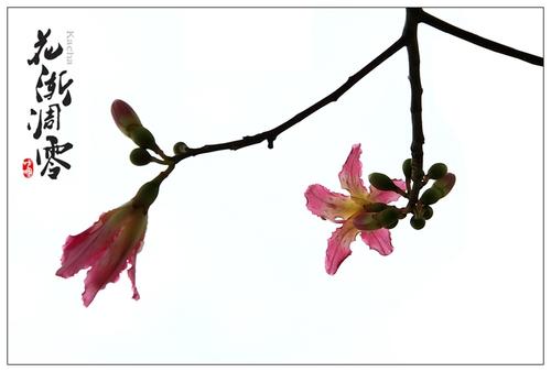 花朵姿势渐隐