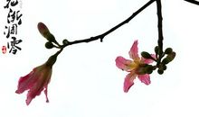 以花的姿势凋零