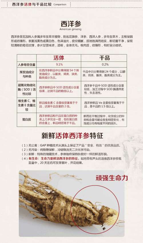 我和西洋参的故事作文