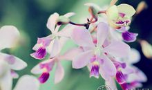 形容春天花开的成语