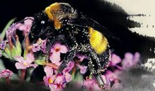 有关奉献的语段