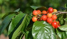 描写樱桃味道优美的句子