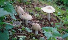 林清玄：鸡肉丝菇