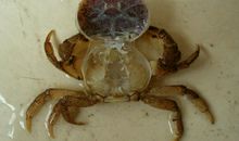 龙应台：烧死一只大螃蟹