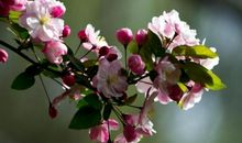 描写海棠花的优美句子