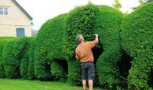 董桥：也谈花花草草