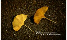 有关秋天的个性签名