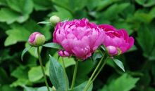 等待让自己开花的季节，终将迎来花香四溢的未来