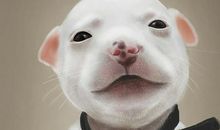 写动物作文：我家的小白