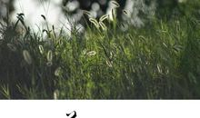 描写初春小草的句子