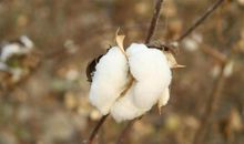 描写棉花的优美句子