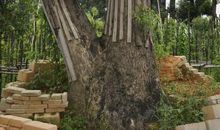 描写樟树的句子